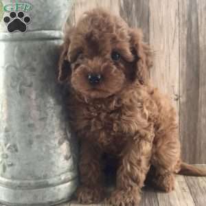 Poppy, Cavapoo Puppy